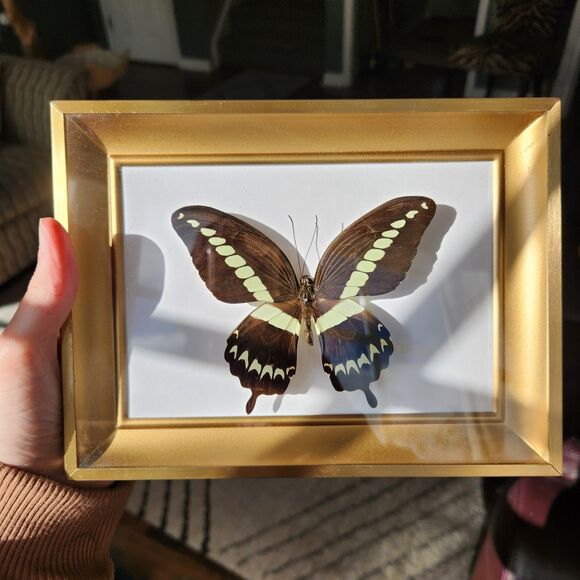 Mounted Real Butterfly Papilio gigon Indonesian Swallowtail Specimen Taxidermy - Picture 3 of 7